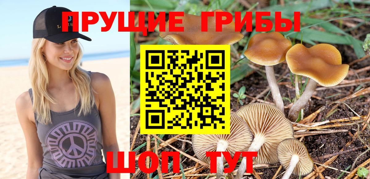 Псилоцибиновые грибы Psilocybine cubensis  Вход с VPN  Ковров 